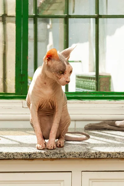 Sphynx hairless breed cat sitting in the kitchen