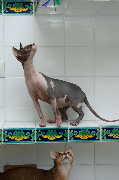 Sphynx hairless breed cat sitting looking up in the kitchen