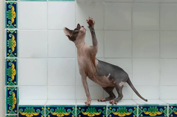 Sphynx hairless breed cat sitting playing in the kitchen