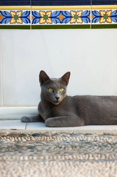 Russian blue cat lying down looking attentive