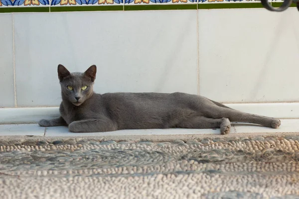 Russian blue cat lying down looking attentive