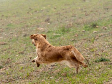 Purebred dog Golden Retriever running free in the field