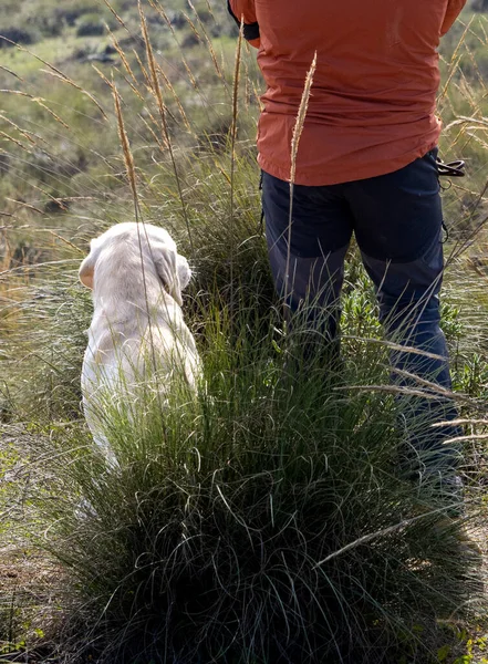 Golden Retriever purebred dog sitting next to his owner
