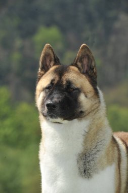 Amerikan Akita safkan köpeğinin portresi.