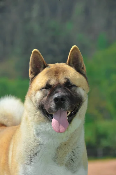Portret Ładny Głowa Amerykańskiego Psa Czystej Krwi Akita Tle Lasu — Zdjęcie stockowe