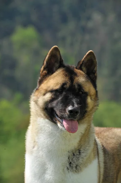 Portræt Flot Leder Amerikansk Akita Racerene Hund Med Skov Baggrund - Stock-foto