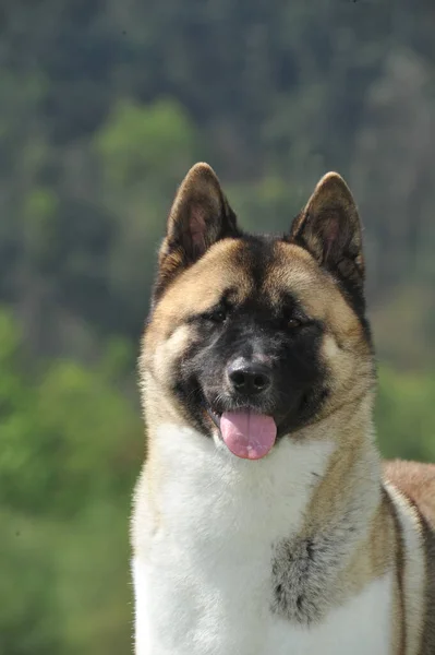 Portrait Nice Head American Akita Purebred Dog Forest Background — Stock Photo, Image