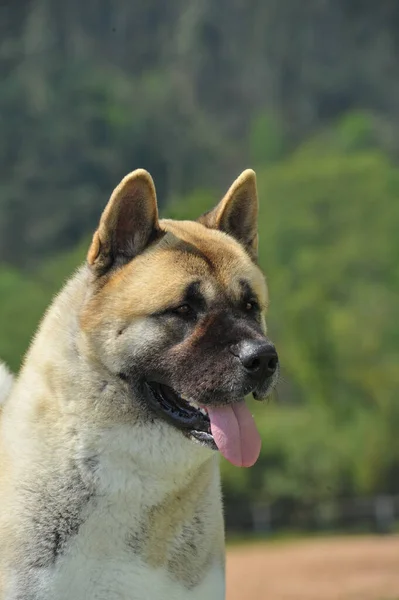 Portret Ładny Głowa Amerykańskiego Psa Czystej Krwi Akita Tle Lasu — Zdjęcie stockowe