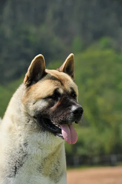Amerikan Akita Safkan Köpeğinin Portresi — Stok fotoğraf