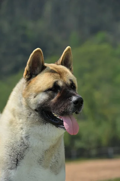 Портрет Хорошая Голова Американской Akita Чистокровной Собаки Лесным Фоном — стоковое фото