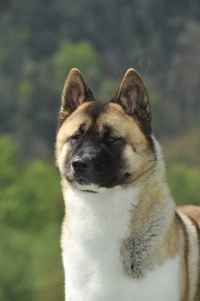 Porträtt Trevligt Huvud Amerikanska Akita Renrasiga Hund Med Skog Bakgrund Stockfoto