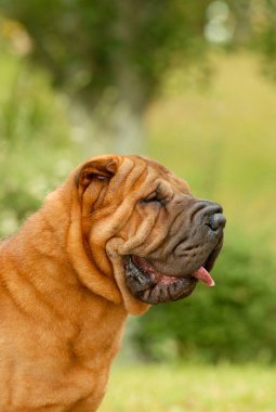 Shar pei 'nin portresi. Saf köpek rengi çimenlerin üzerinde.