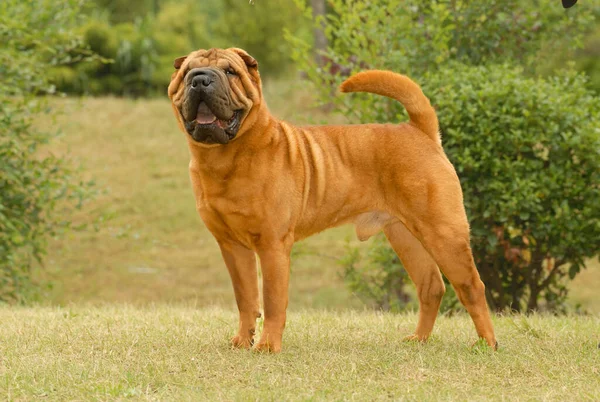 草の上に立つ朱色の犬の茶色の肖像画 — ストック写真
