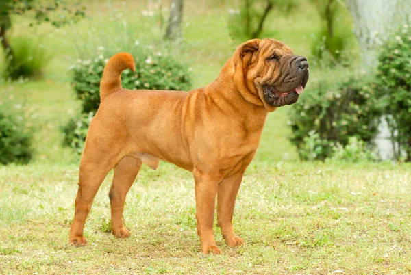 Portrait Shar Pei Purebred Dog Brown Color Standing Grass — Stock Photo, Image