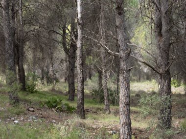 Yangından kurtulan Akdeniz ön ağaçları gövdeleri