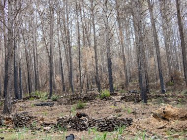 İspanya 'da çam ormanlarında gittikçe daha fazla orman yangını var.
