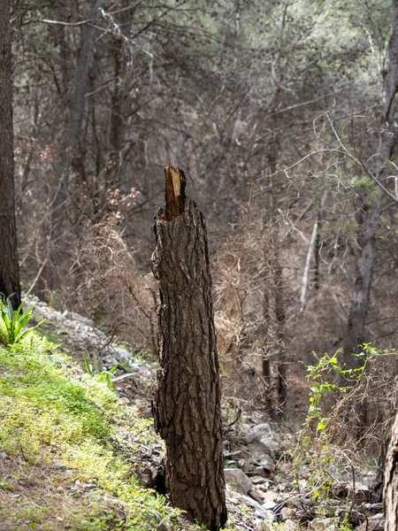 stock image Burnt wood texture , a piece of pine that turned into black coal after a dangerous forest fire