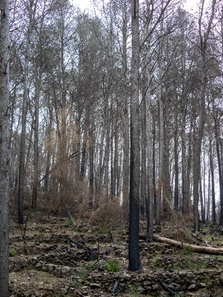 Schwarzer Und Verbrannter Hügel Nach Dem Waldbrand Von Alhaurin — Stockfoto