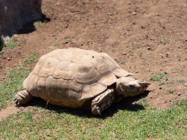 Mahvolmuş kara kaplumbağası, Geochelone sulcata