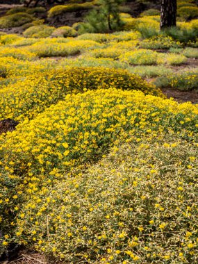 Sarı çiçekler Lydia Genista Tenerife Kanarya Adaları 'ndaki Teide Ulusal Parkı' nda