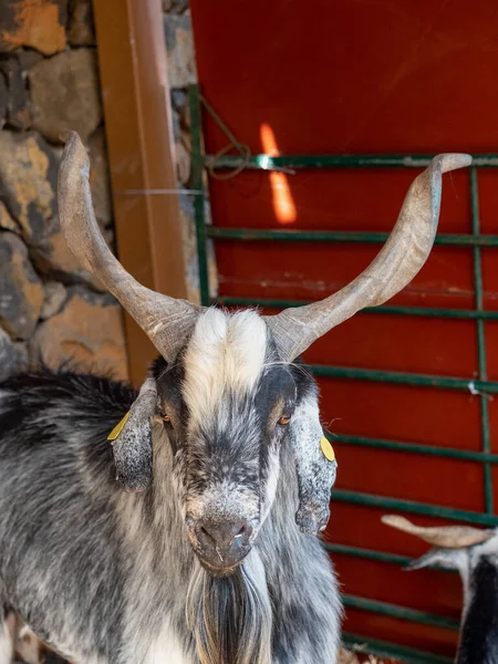 Güney Tenerife keçisi, Kanarya Adası 'nın yerlisi.