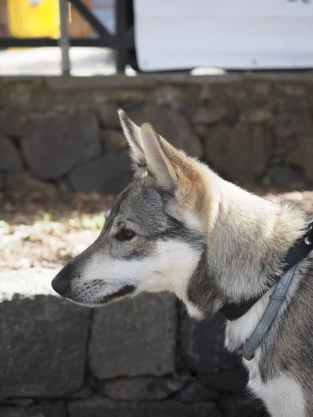 Lobito Hiszpański Rasowy Pies Rodzimej Rasy Wysp Kanaryjskich — Zdjęcie stockowe