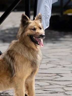 Garafian çoban köpeği İspanyol soyu ve yerli cins Kanarya Adası 'ndaki La Palma adasına