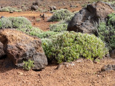 Teide Ulusal Parkı, Tenerife 'de Bitkiler