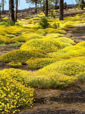 Sarı çiçekler Lydia Genista Tenerife Kanarya Adaları 'ndaki Teide Ulusal Parkı' nda