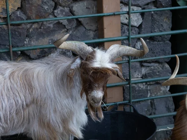 Palmera keçisi İspanyol otonom cins La Palma Kanarya Adası 'ndan