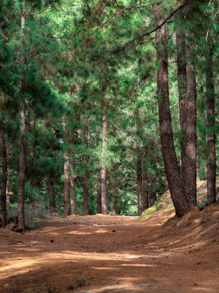Teide Ulusal Parkı 'ndaki Kanarya Çamları arasında dinlenme alanı