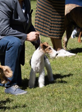 Tilki Teriyeri, sahibinin tuttuğu safkan köpek.