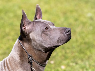 Thai Ridgeback 'in portresi Gri renkli safkan köpek