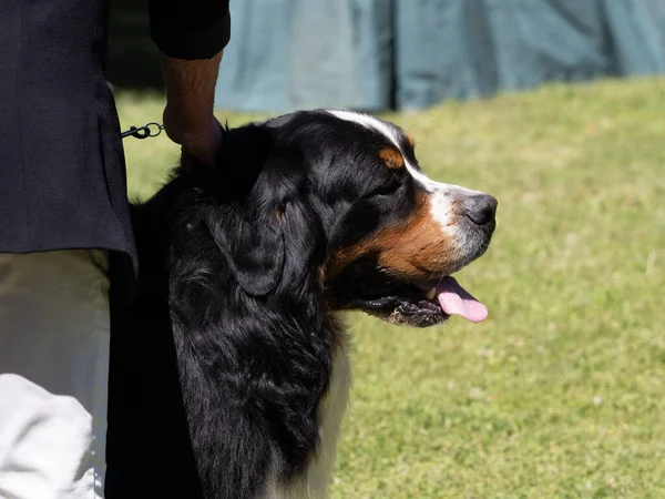 Bernese Mountain Dog Rasowy Pies Trzymany Przez Właściciela — Zdjęcie stockowe