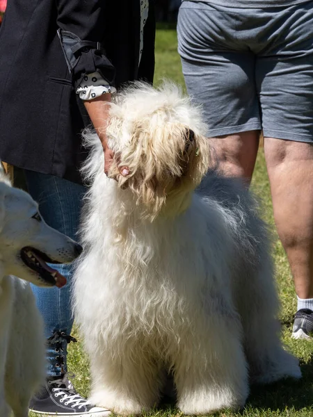 Bobtail purebred dog standing held by the hand of his owner
