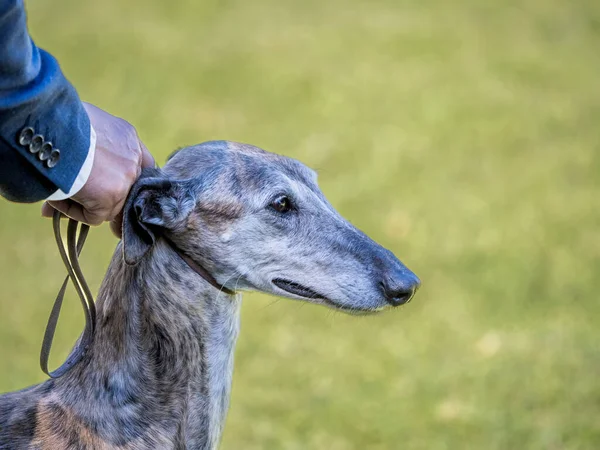 İspanyol Greyhound safkan köpeğinin baş portresi