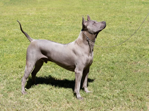 草の上に灰色のタイのリッジバック純血犬の肖像画 — ストック写真