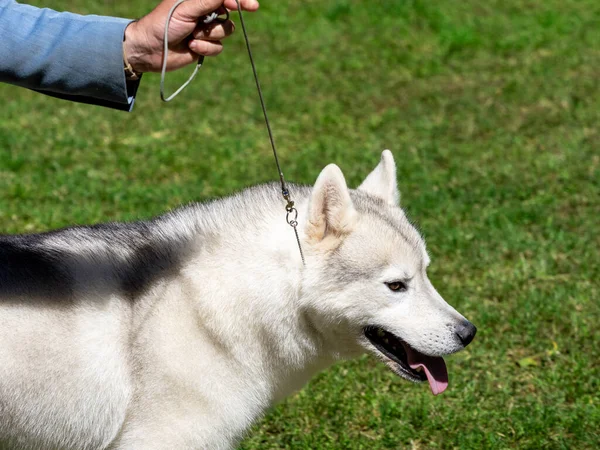 Syberyjski Pies Czystej Krwi Husky Trzymany Smyczy Przez Właściciela — Zdjęcie stockowe