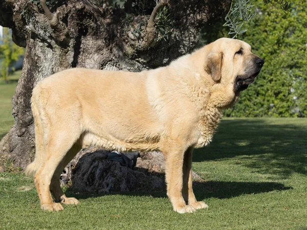 İspanyol Mastiff safkan köpek. Yetişkin sarı renk çimlerin üzerinde duruyor.
