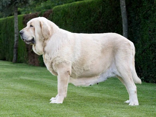 İspanyol Mastiff safkan köpek. Yetişkin sarı renk çimlerin üzerinde duruyor.