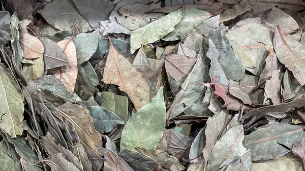 Dried bay tree leaves in bulk at spice market stall in Aswan Egypt
