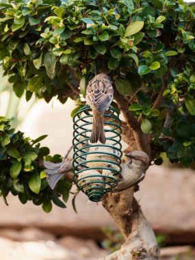 Bahçedeki ağaçta kuş yemlerini yiyen serçeler.
