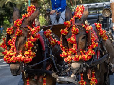 Malaga 'daki fuarda taşıyıcı katırların başındaki süsler.