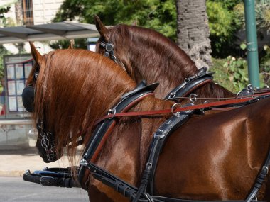 Malaga 'daki fuarda taşıyıcı katırların başındaki süsler.
