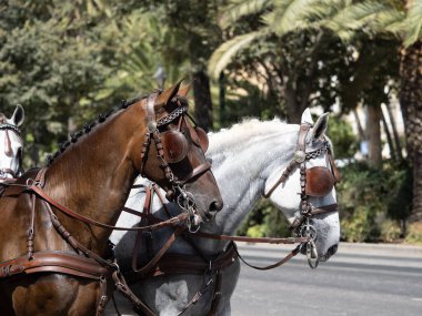 Malaga 'daki fuarda taşıyıcı katırların başındaki süsler.