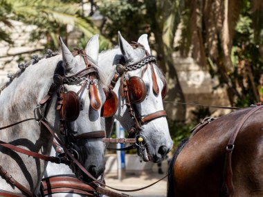 Malaga 'daki fuarda taşıyıcı katırların başındaki süsler.