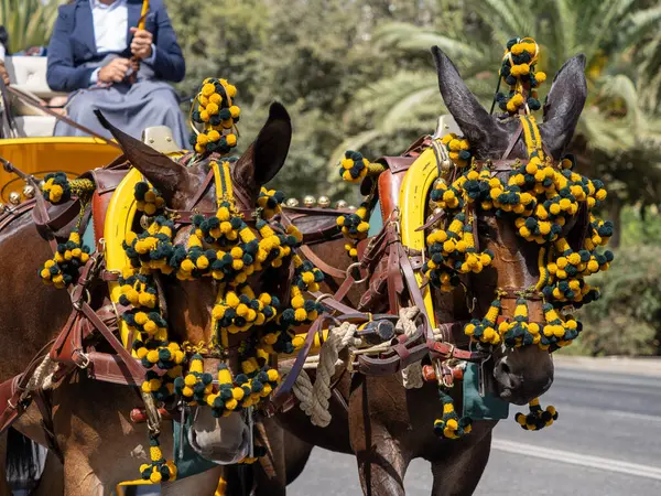 Malaga 'daki fuarda taşıyıcı katırların başındaki süsler.