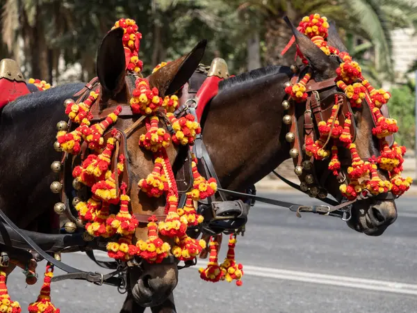 Malaga 'daki fuarda taşıyıcı katırların başındaki süsler.