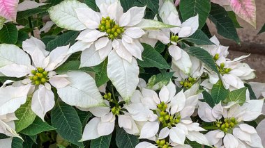 Bir grup kaplanmış beyaz noktalı yıldız, serada coşku.