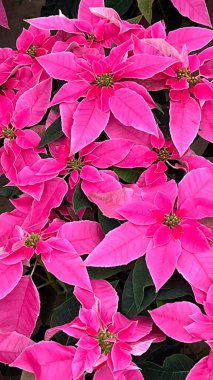 Bir grup pembe noktalı yıldız, serada öforbi.